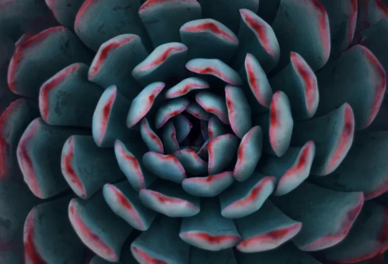 Plantpots20068