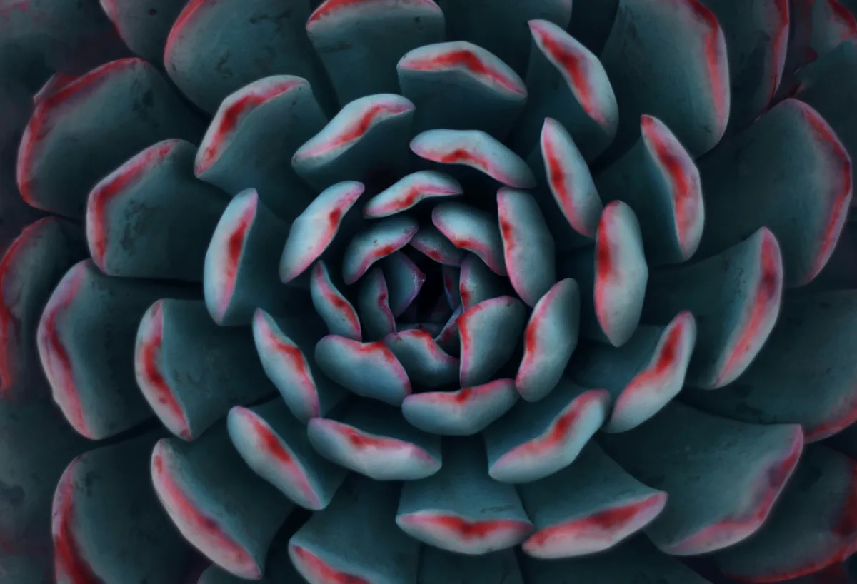 Plantpots20068