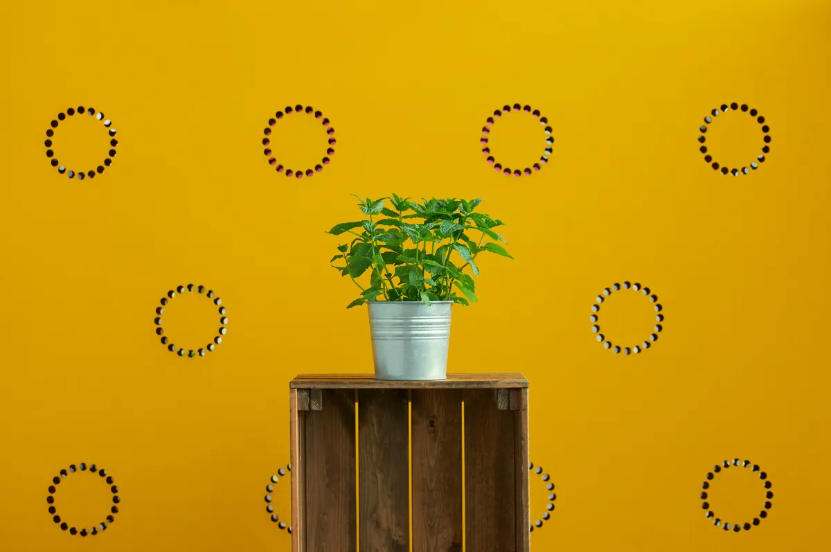 Plantpots20069