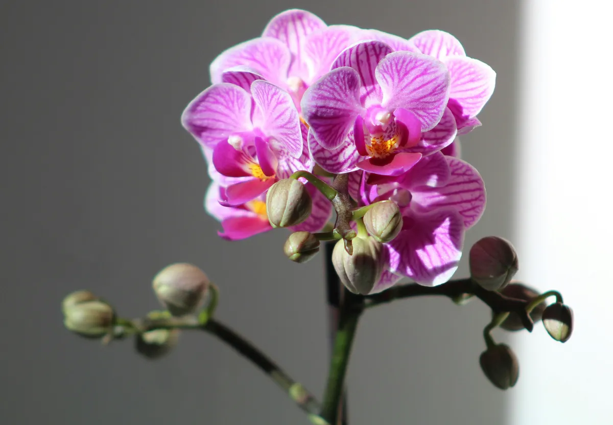 Plantpots20074