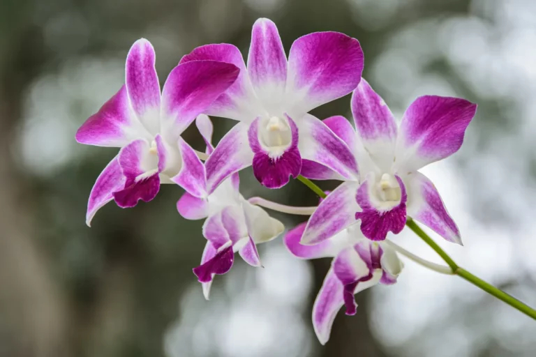 Plantpots20088