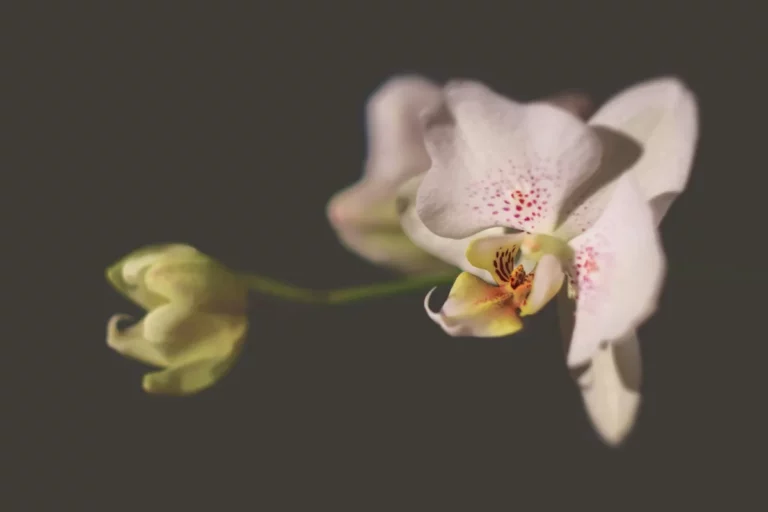 Plantpots20094