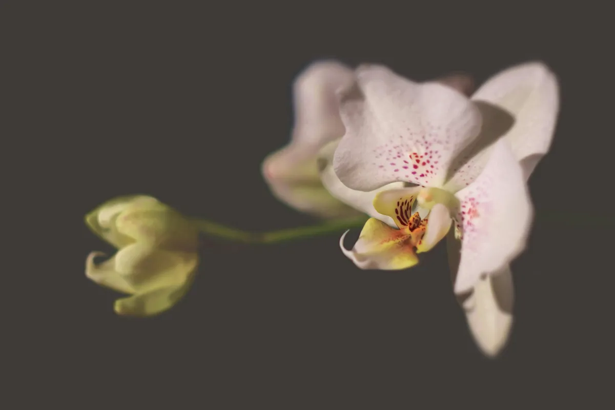 Plantpots20094